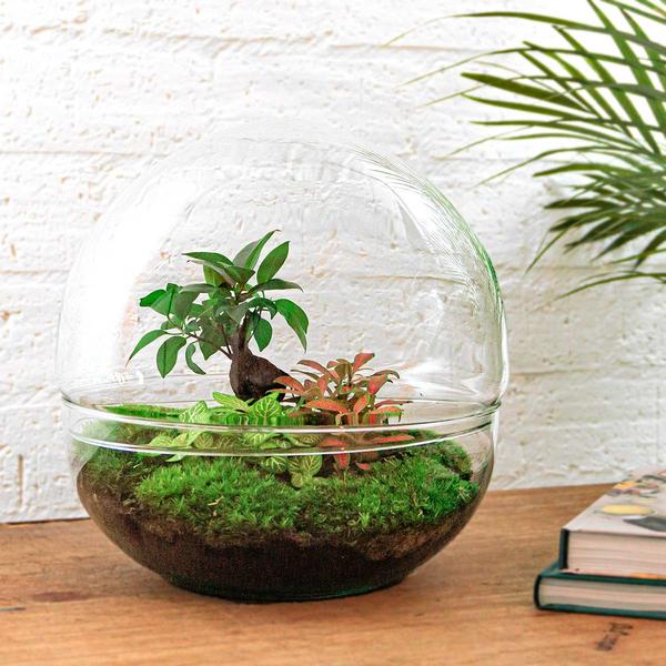 Flaschengarten H30cm Ø30cm Pflanzenterrarium Set Dome XL Premium mit Ficus Ginseng Bonsai Fittonia + Profi Werkzeugset Rechen Schaufel Pinzette - DIY Terrarium