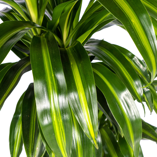 Dracaena Deremensis Hawaiian Sunshine - Tropische grüne Zimmerpflanze 100cm Ø21cm Dunkelgrüne Hellgrüne Blätter