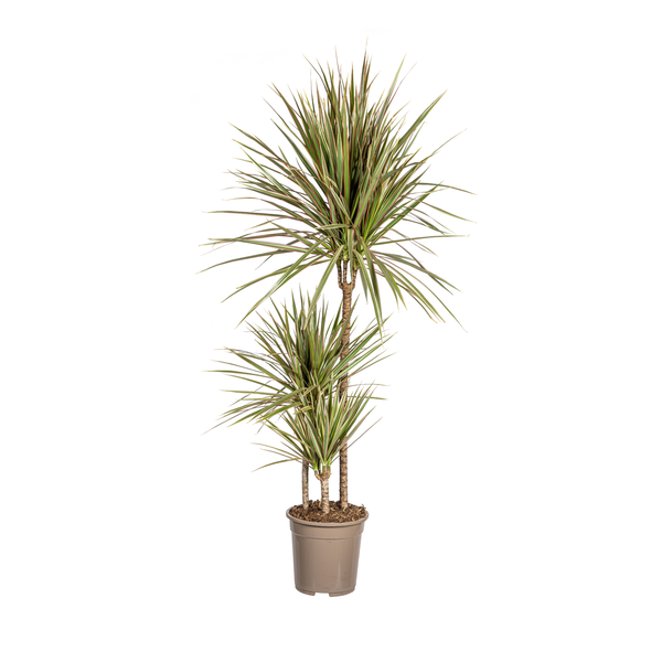 Dracaena Marginata Bicolor - Exotische Zweifarbige Zimmerpflanze 120cm Ø21cm Topf Palme