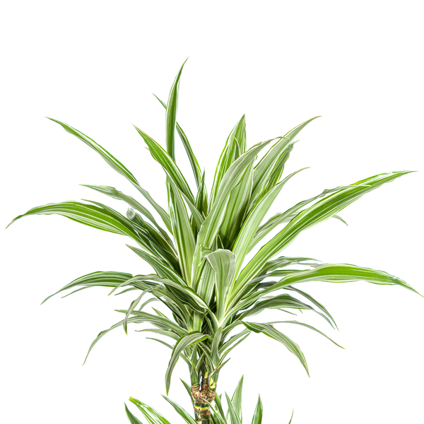 Dracaena Deremensis White Stripe - Pflegeleichte Zimmerpflanze 80cm Ø19cm Topf Hellgrün