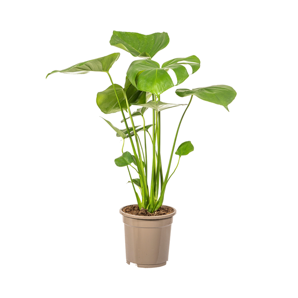 Monstera Deliciosa Tauerii - Fensterblatt Zimmerpflanze 60cm Ø17cm Topf Grüne Pflanze mit Großen Blättern