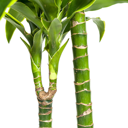 Dracaena Deremensis Dorado - Elegante Grüne Zimmerpflanze 130cm Ø24cm Topf große Grüne Pflanze