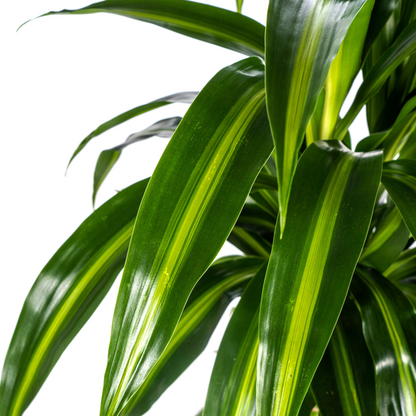 Dracaena Deremensis Hawaiian Sunshine - Tropische grüne Zimmerpflanze 100cm Ø21cm Dunkelgrüne Hellgrüne Blätter