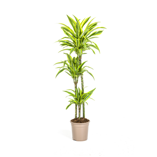 Dracaena Deremensis Lemon Lime - Große Zimmerpflanze 140cm Ø24cm Topf Hellgrün