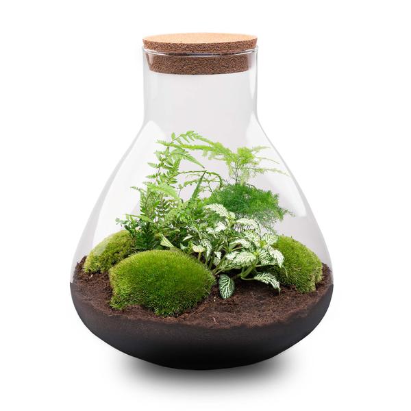 Flaschengarten H35cm Ø30cm Pflanzenterrarium Set Sam XL mit Spargel Fittonia Farn + Werkzeugset Rechen Schaufel - DIY Terrarium