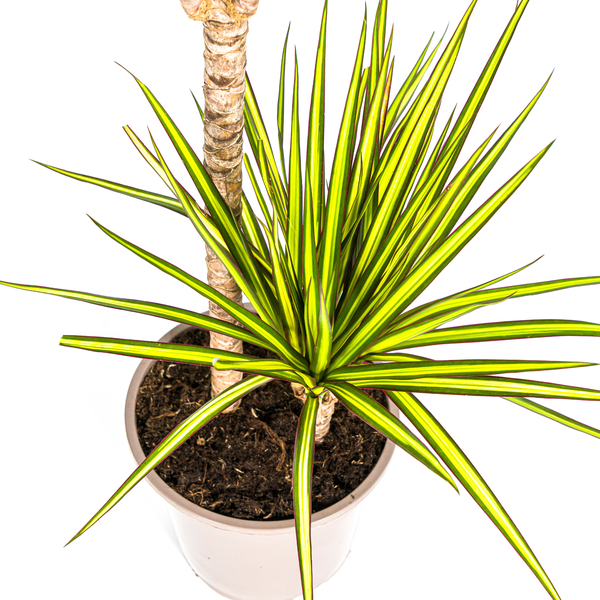 Dracaena Marginata Sunray - Exotische Zimmerpflanze 80-100cm Ø19cm Topf Palme Grün