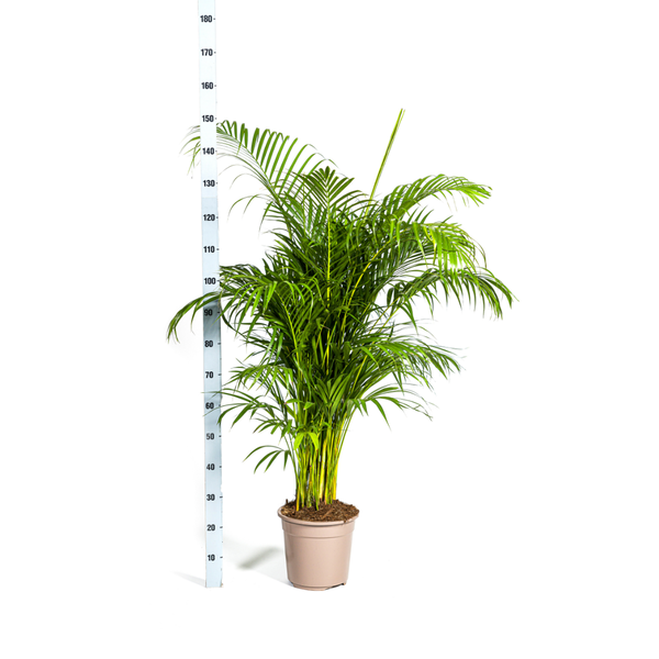 Dypsis Lutescens - Große Grüne Goldpalme Zimmerpflanze 180cm Ø27cm Topf Palme