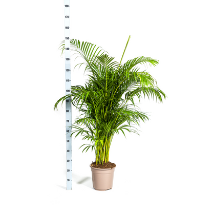 Dypsis Lutescens - Große Grüne Goldpalme Zimmerpflanze 180cm Ø27cm Topf Palme