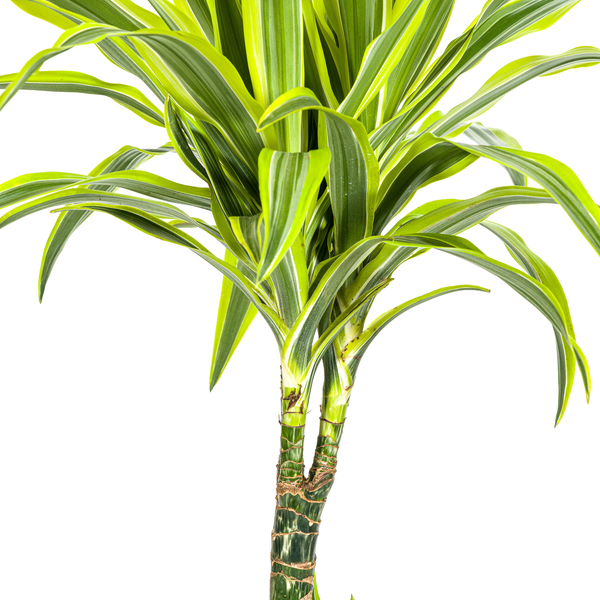 Dracaena Deremensis Lemon Lime - Pflegeleichte Zimmerpflanze 100cm Ø21cm Topf Hellgrüne Dunkelgrüne Pflanzee