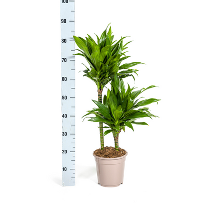 Dracaena Deremensis Green Jewel - Pflegeleichte Zimmerpflanze 80cm Ø19cm Topf Grünes Juwel