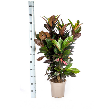 Codiaeum Croton Iceton - Bunte Zimmerpflanze 90-100cm Ø24cm Topf