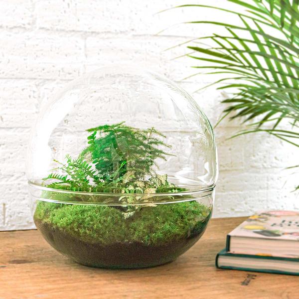 Flaschengarten H30cm Ø30cm Pflanzenterrarium Set Dome XL Premium mit Farn Fittonia Spargel + Profi Werkzeugset Rechen Schaufel Pinzette - DIY Terrarium