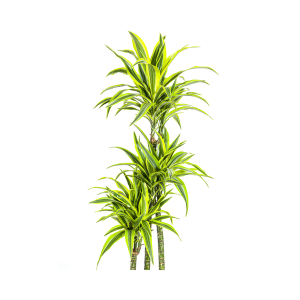 Dracaena Deremensis Lemon Lime - Große Grüne Zimmerpflanze 180cm Ø27cm Topf