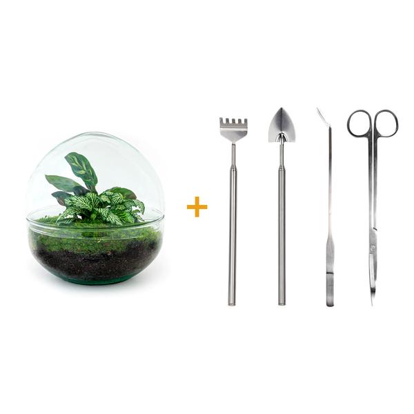 Flaschengarten H20cm Ø20cm Pflanzenterrarium Set Dome Deluxe mit Fittonia Calathea + Profi Werkzeugset Rechen Schaufel Pinzette Schere - DIY Terrarium