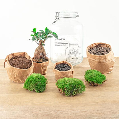 Flaschengarten H28cm Ø18cm Pflanzenterrarium Set mit Ficus Ginseng Bonsai + Profi Werkzeugset Rechen Schaufel Pinzette Schere - DIY Terrarium