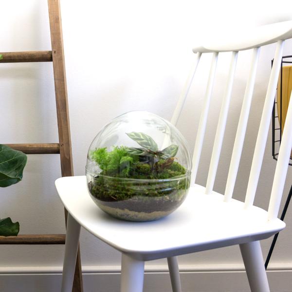 Flaschengarten H20cm Ø20cm Pflanzenterrarium Set Dome Premium mit Fittonia Calathea + Profi Werkzeugset Rechen Schaufel Pinzette - DIY Terrarium