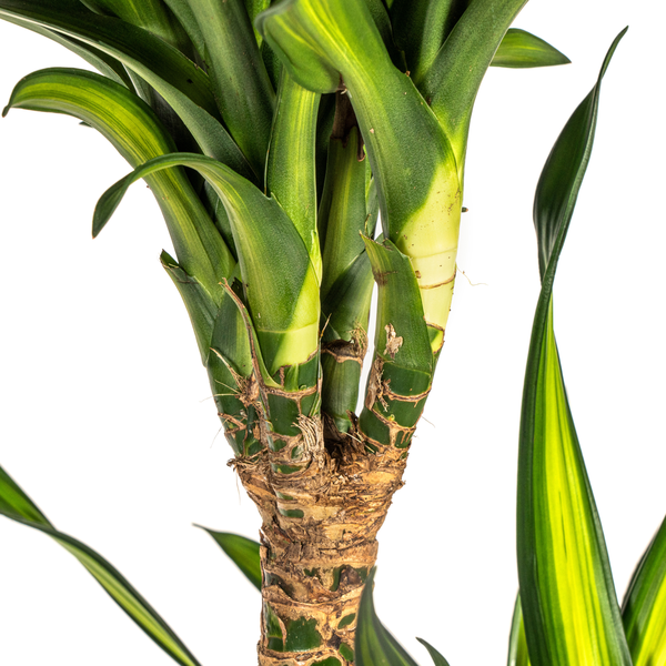 Dracaena Deremensis Rikki - Große Grüne Zimmerpflanze 140cm Ø24cm Topf - Palme