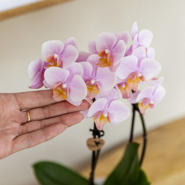 Orchideen Set Phalaenopsis Rosa H45cm mit Sukkulente Dekoteller Gradience Pink