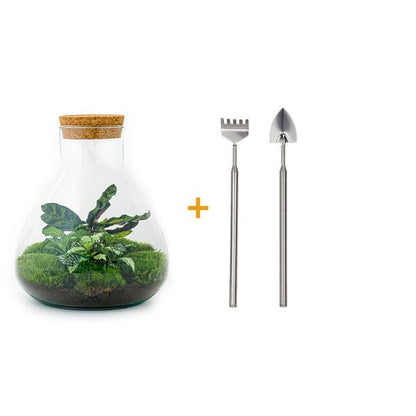 Flaschengarten 27cm Ø22,5cm Pflanzenterrarium Set Sammie mit Calathea Fittonia + Werkzeugset Rechen Schaufel - DIY Terrarium