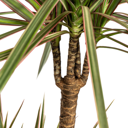 Dracaena Marginata Bicolor - Exotische Zweifarbige Zimmerpflanze 120cm Ø21cm Topf Palme