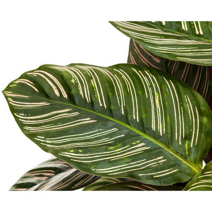 Calathea Ornata Sanderiana - Pflegeleichte Zimmerpflanze 70cm Ø27cm Topf