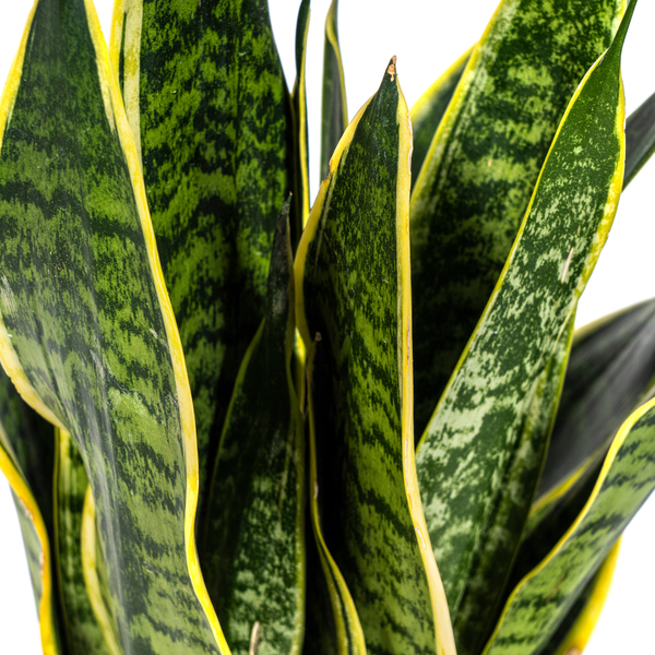 Sansevieria Trifasciata Futura Superba Bogenhanf- Pflegeleichte Zimmerpflanze 55cm Ø17cm Topf