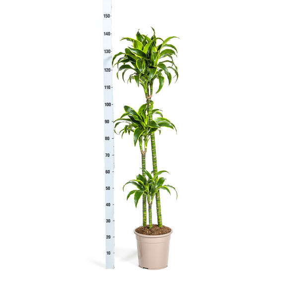 Dracaena Deremensis Dorado - Elegante Grüne Zimmerpflanze 130cm Ø24cm Topf große Grüne Pflanze