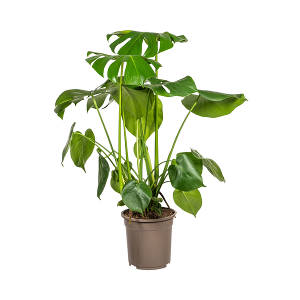 Monstera Deliciosa Tauerii - Fensterblatt Zimmerpflanze 80cm Ø21cm Topf Grpße Grüne Blätter