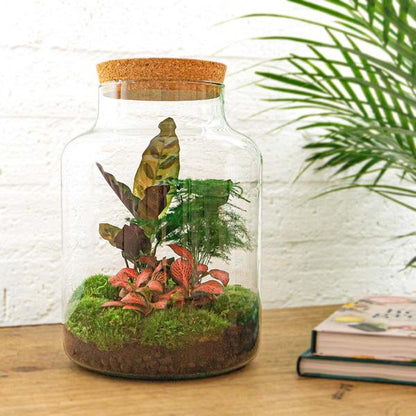 Flaschengarten H30cm Ø21cm Pflanzenterrarium Set Milky Deluxe mit Calathea Fittonia Spargel + Werkzeugset Rechen Schaufel Pinzette Schere - DIY Terrarium