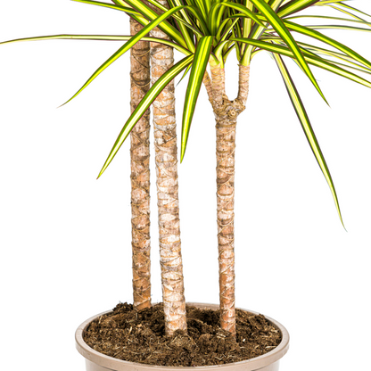 Dracaena Marginata Sunray - Große Zimmerpflanze 140cm Ø24cm Topf Grün