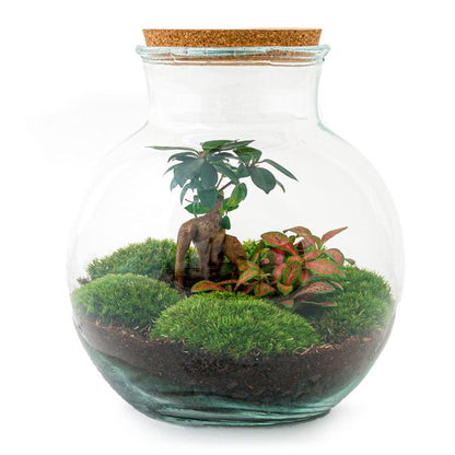 Flaschengarten H26,5cm Ø25cm Pflanzenterrarium Set Teddy Bonsai Premium mit Ficus Ginseng Fittonia + Profi Werkzeugset Rechen Schaufel Pinzette - DIY Terrarium