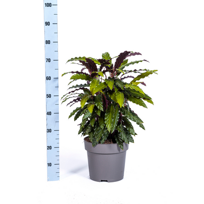 Calathea Rufibarba - Samtblatt Zimmerpflanze 70cm Ø27cm Topf Grüne Rote Blätter