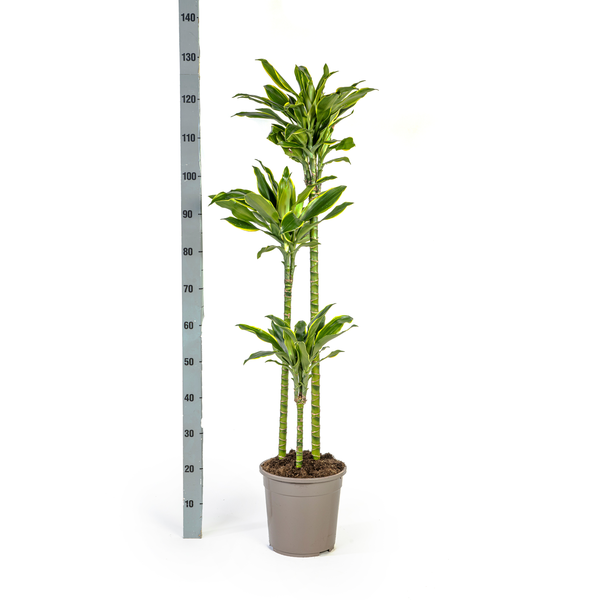 Dracaena Fragrans Golden Coast - Große Zimmerpflanze 140cm Ø24cm Topf