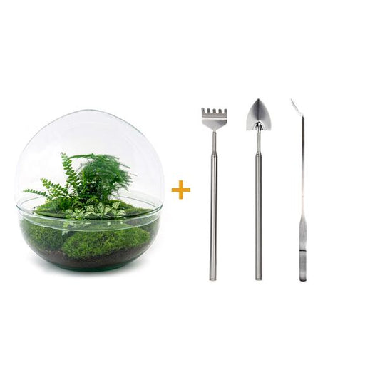 Flaschengarten H30cm Ø30cm Pflanzenterrarium Set Dome XL Premium mit Farn Fittonia Spargel + Profi Werkzeugset Rechen Schaufel Pinzette - DIY Terrarium