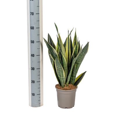 Sansevieria Trifasciata Canary - Pflegeleichte Grüne Zimmerpflanze 55cm Ø17cm Topf