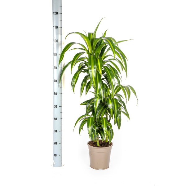 Dracaena Deremensis Hawaiian Sunshine - Tropische grüne Zimmerpflanze 100cm Ø21cm Dunkelgrüne Hellgrüne Blätter