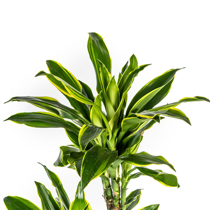 Dracaena Fragrans Golden Coast - Große Zimmerpflanze 140cm Ø24cm Topf