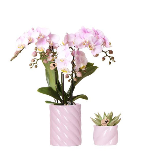 Orchideen Set Phalaenopsis Rosa H45cm mit Sukkulente Keramiktopf Candy Pink mit Blumentöpfen