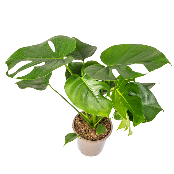 Monstera Deliciosa Tauerii - Fensterblatt Zimmerpflanze 80cm Ø19cm Topf Grüne Große Blätter