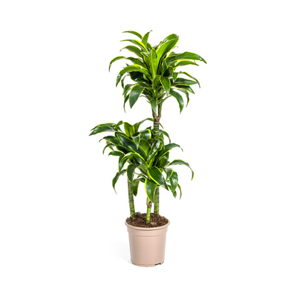 Dracaena Deremensis Dorado - Elegante dunkelgrüne Zimmerpflanze 110cm Höhe Ø21cm Topf