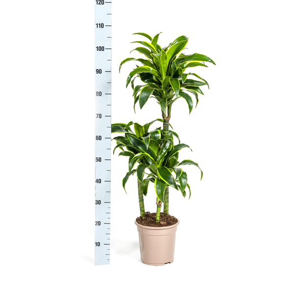 Dracaena Deremensis Dorado - Elegante dunkelgrüne Zimmerpflanze 110cm Höhe Ø21cm Topf