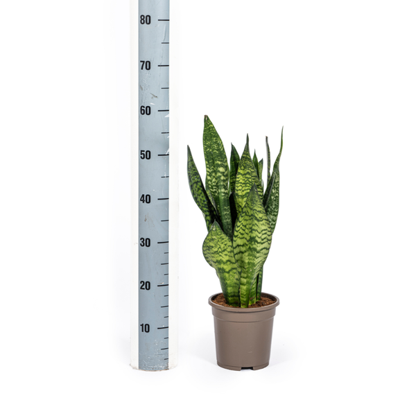 Sansevieria Trifasciata Zeylanica Compacta - Bogenhanf 60cm Ø17cm Topf Grüne Zimmerpflanze