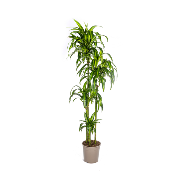 Dracaena Deremensis Hawaiian Sunshine - Große Grüne Zimmerpflanze 180cm Ø27cm Topf