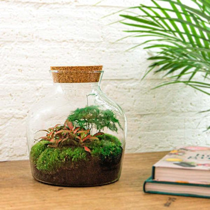 Flaschengarten H21,5cm Ø20cm Pflanzenterrarium Set Little Joe mit Fittonia Asparagus + Profi Werkzeugset Rechen Schaufel - DIY Terrarium