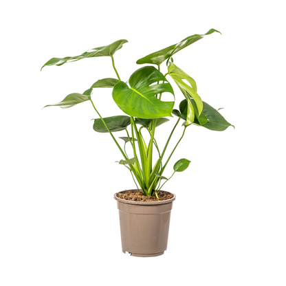 Monstera Deliciosa Tauerii - Fensterblatt Zimmerpflanze 80cm Ø19cm Topf Grüne Große Blätter