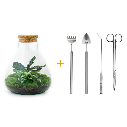 Flaschengarten H27cm Ø22,5cm Pflanzenterrarium Set Sammie mit Calathea Fittonia + Werkzeugset Rechen Schaufel Pinzette - DIY Terrarium