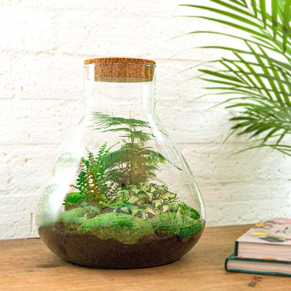 Flaschengarten 35cm Pflanzenterrarium Set Sam XL mit Spargel Fittonia Farn + Werkzeugset Rechen Schaufel Pinzette - DIY Terrarium