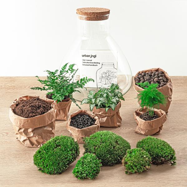 Flaschengarten H35cm Ø30cm Pflanzenterrarium Set Sam XL Deluxe mit Spargel Fittonia Farn + Werkzeugset Rechen Schaufel Pinzette Schere - DIY Terrarium