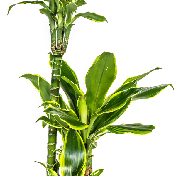 Dracaena Fragrans Golden Coast - Pflegeleichte Zimmerpflanze 100cm Ø21cm Topf Grün