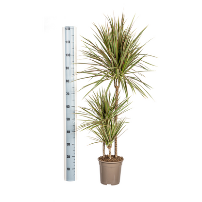 Dracaena Marginata Bicolor - Exotische Zweifarbige Zimmerpflanze 120cm Ø21cm Topf Palme